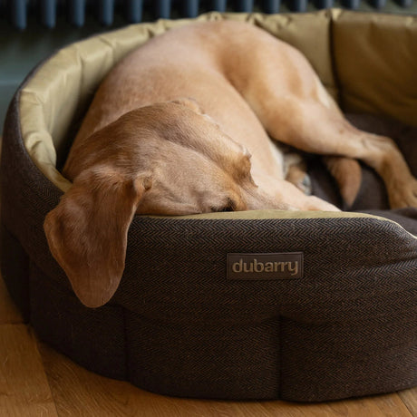 Dubarry Buster Tweed Hundeseng - Mocha